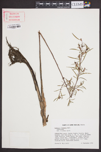 Ludwigia linearis image