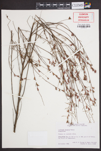 Ludwigia linearis image