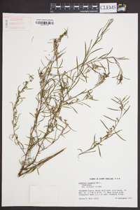 Ludwigia linearis image