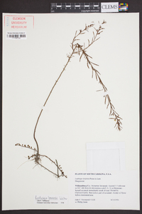 Ludwigia linearis image