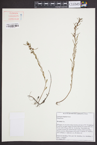 Ludwigia linifolia image