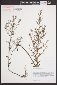 Ludwigia linifolia image