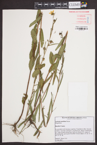 Ludwigia maritima image