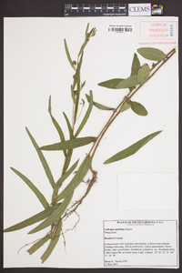 Ludwigia maritima image