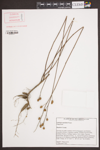 Ludwigia maritima image