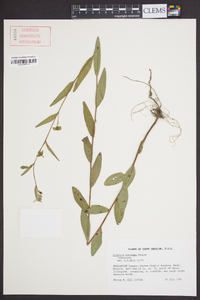 Ludwigia maritima image