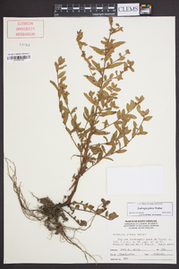 Ludwigia pilosa image