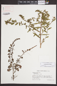 Ludwigia pilosa image