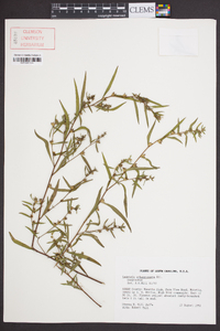 Ludwigia sphaerocarpa image