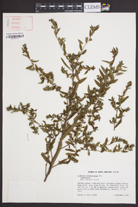 Ludwigia sphaerocarpa image