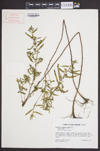 Ludwigia sphaerocarpa image