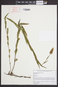 Ludwigia suffruticosa image