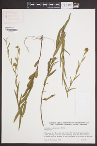 Ludwigia suffruticosa image