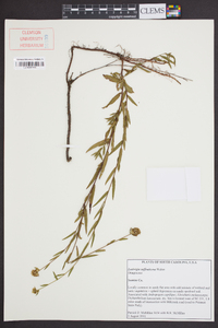 Ludwigia suffruticosa image