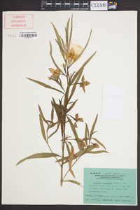 Ludwigia bonariensis image