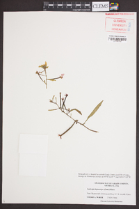 Ludwigia leptocarpa image