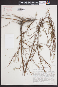 Ludwigia linearis image