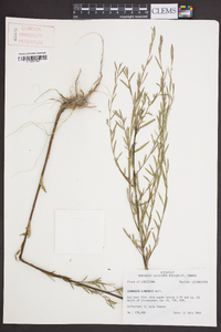 Ludwigia linearis image