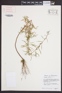 Ludwigia linearis image