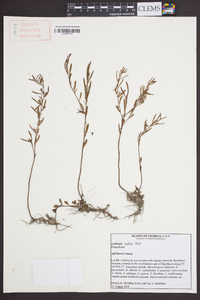 Ludwigia linifolia image