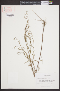 Ludwigia linearis image