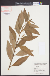 Ludwigia peruviana image