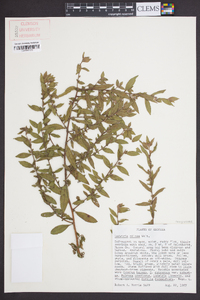 Ludwigia pilosa image