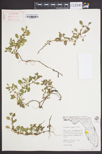 Ludwigia repens image