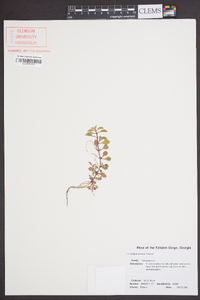 Ludwigia repens image