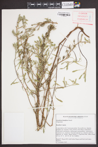 Oenothera humifusa image