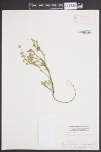 Oenothera humifusa image