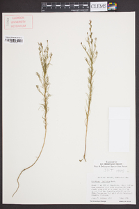 Oenothera linifolia image