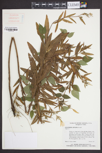 Oenothera riparia image