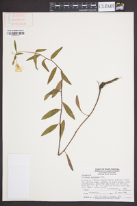 Oenothera tetragona image