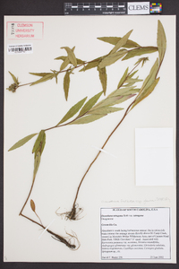 Oenothera tetragona var. tetragona image