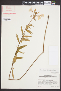 Oenothera tetragona image