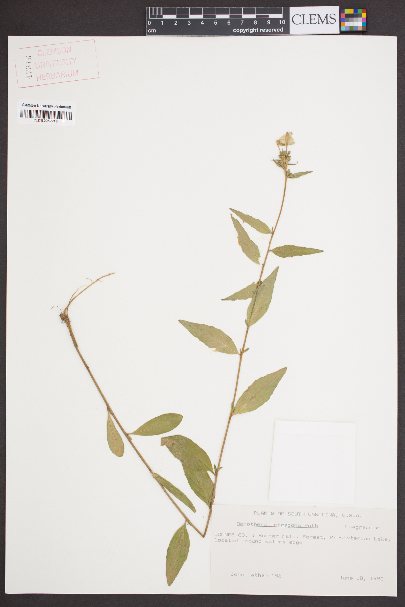 Oenothera tetragona image