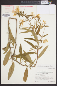 Oenothera tetragona image