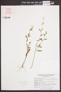 Oenothera tetragona image