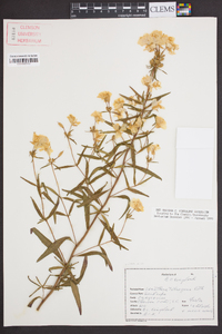 Oenothera tetragona image