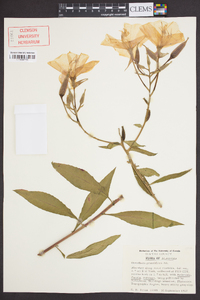 Oenothera grandiflora image