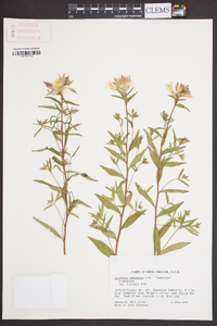 Oenothera tetragona image