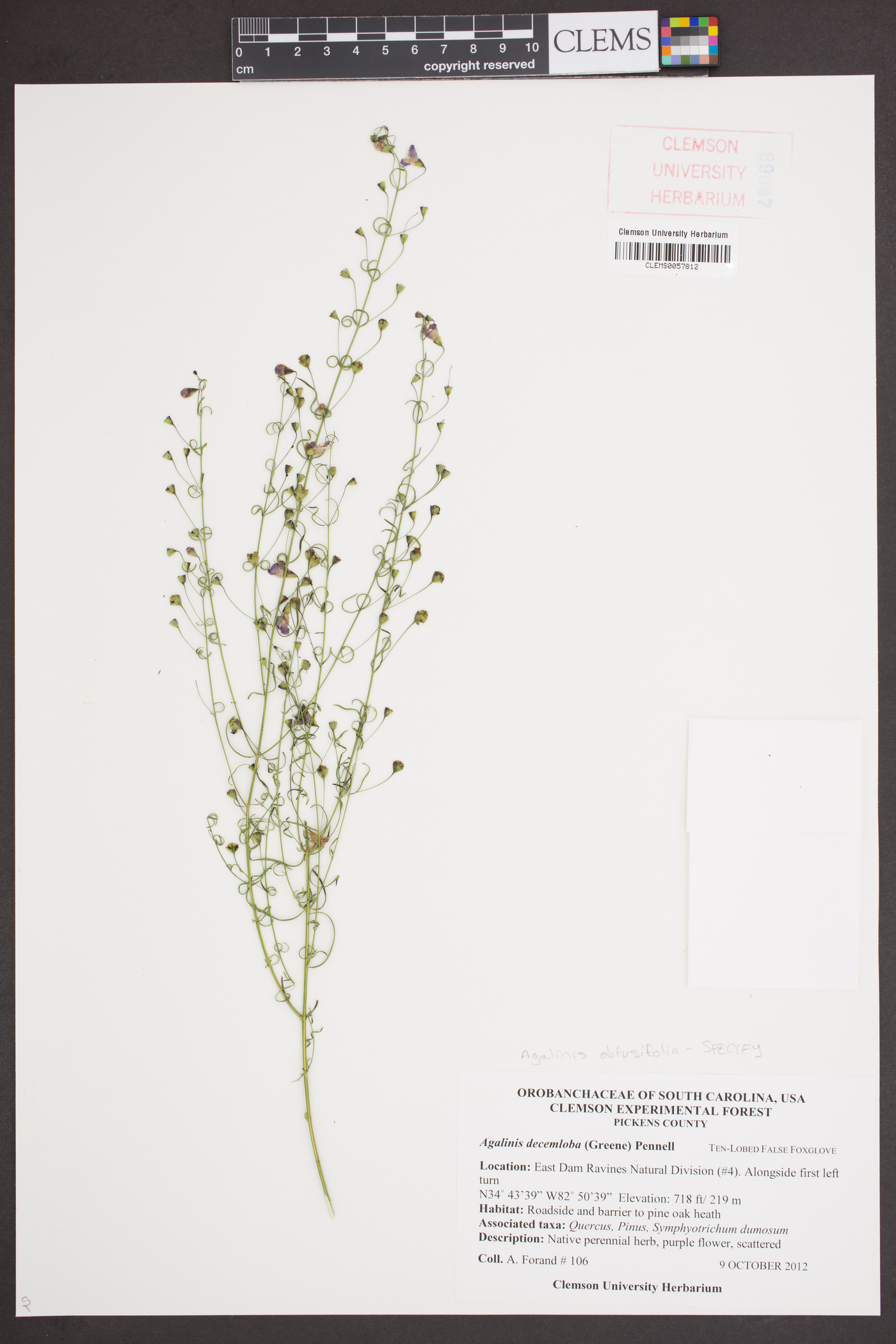 Agalinis decemloba image