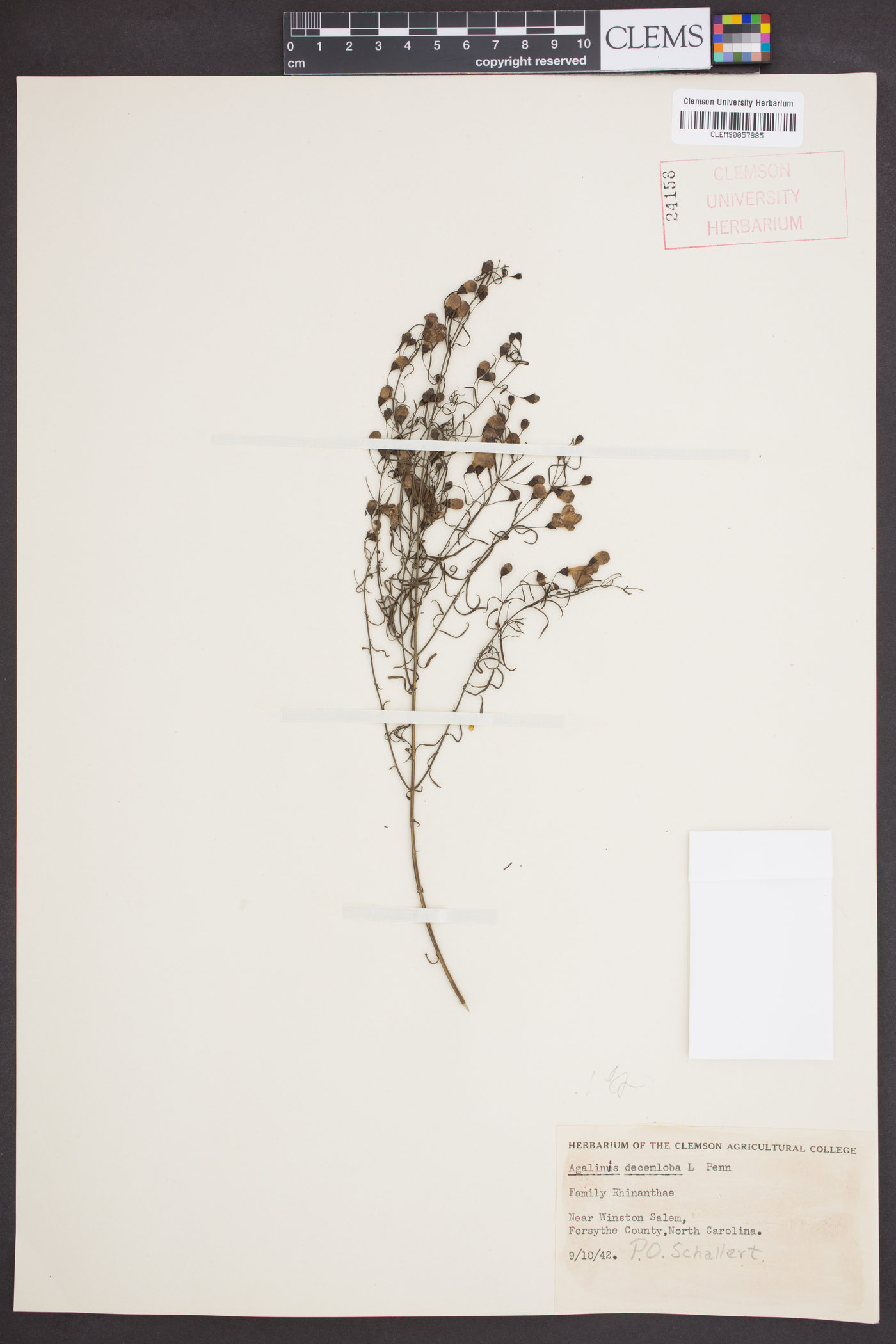 Agalinis decemloba image