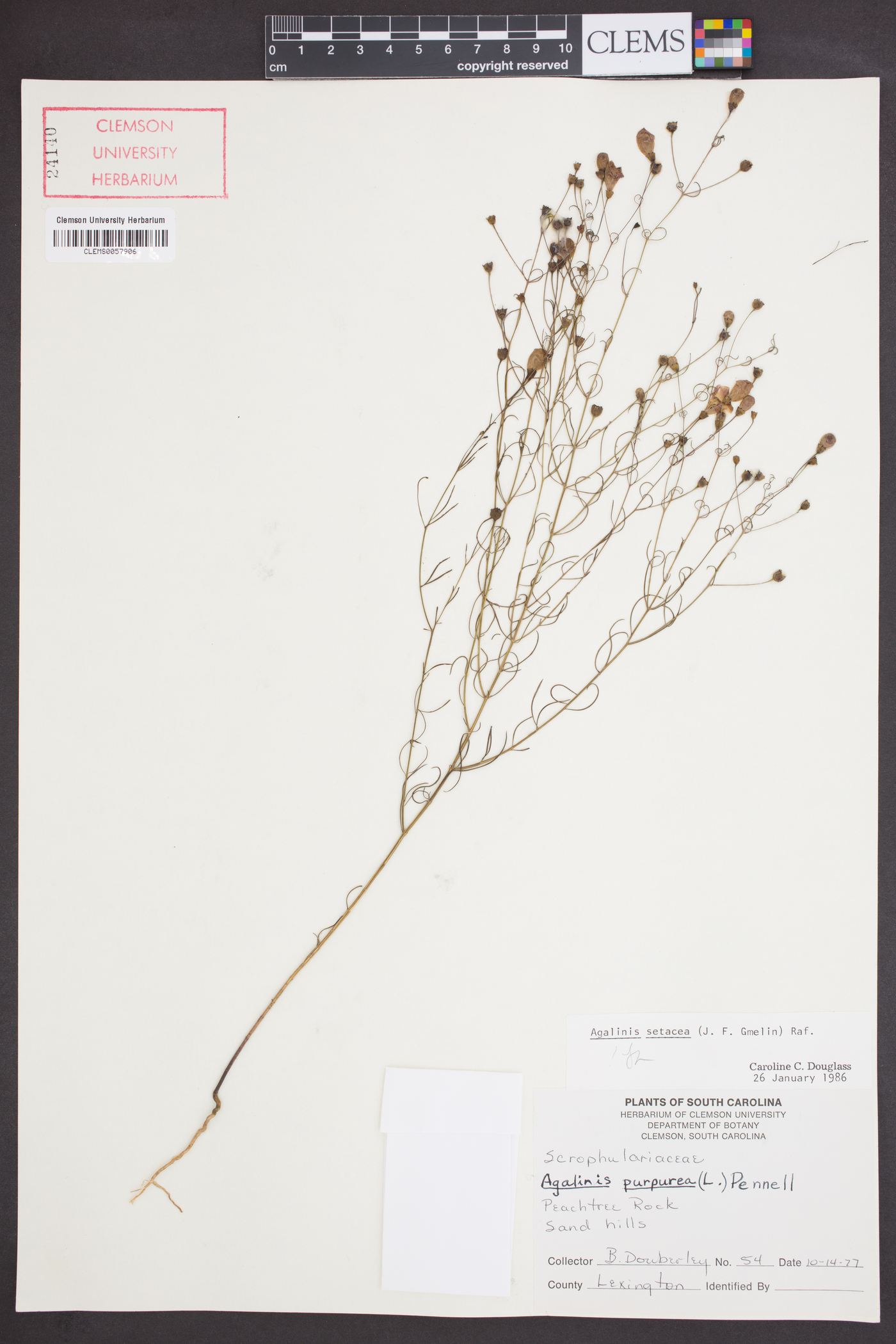 Agalinis setacea image