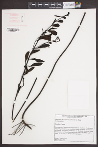 Aureolaria flava image