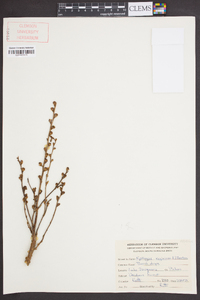 Epifagus virginiana image