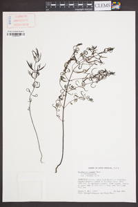 Melampyrum lineare image