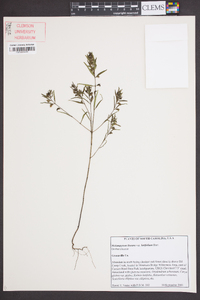 Melampyrum lineare image