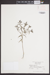 Melampyrum lineare image